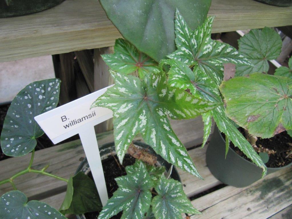 B. williamsii